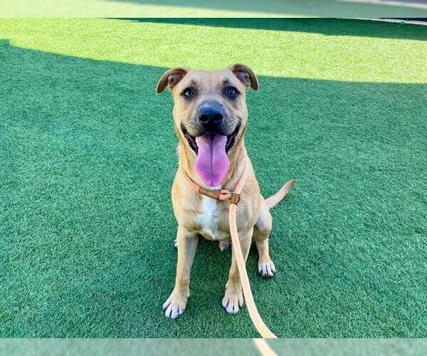 Medium Photo #1 Mutt Puppy For Sale in Orange, CA, USA