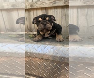 English Bulldog Puppy for sale in CLEVELAND, NC, USA