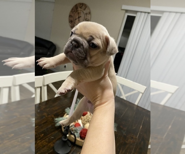 Medium Photo #2 French Bulldog Puppy For Sale in FEDERAL WAY, WA, USA