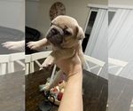 Small Photo #2 French Bulldog Puppy For Sale in FEDERAL WAY, WA, USA