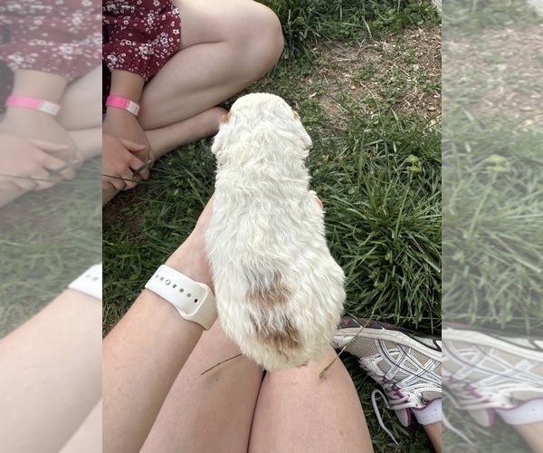 Medium Photo #28 Goldendoodle (Miniature) Puppy For Sale in FREDERICA, DE, USA