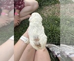 Small Photo #28 Goldendoodle (Miniature) Puppy For Sale in FREDERICA, DE, USA