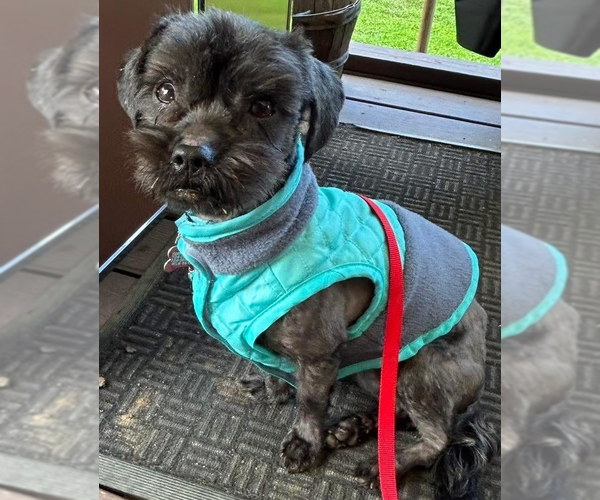 Medium Photo #1 Mutt Puppy For Sale in Springdale, PA, USA