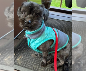Mutt Dogs for adoption in Springdale, PA, USA