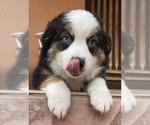 Small Photo #6 Miniature Australian Shepherd Puppy For Sale in HIALEAH, FL, USA