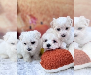 Coton de Tulear Litter for sale in BARNESVILLE, MD, USA