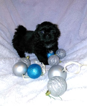 Medium Photo #1 Shih Tzu Puppy For Sale in WASHBURN, MO, USA