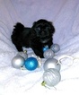 Small Photo #1 Shih Tzu Puppy For Sale in WASHBURN, MO, USA