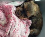 Small Photo #53 Yorkipoo Puppy For Sale in ARLINGTON, TX, USA