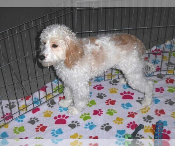 Medium Photo #9 Cavapoo-Poodle (Miniature) Mix Puppy For Sale in ORO VALLEY, AZ, USA