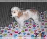 Small #8 Cavapoo-Poodle (Miniature) Mix