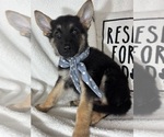 Small #4 German Shepherd Dog