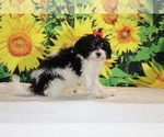 Bubbles - Female Goldendoodle (Miniature) Puppy for Sale - Photo #3