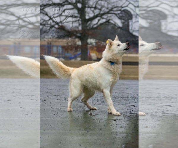 Medium Photo #9 Siberian Husky Puppy For Sale in Rustburg, VA, USA