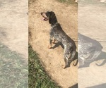 Small #8 Bluetick Coonhound-Staffordshire Bull Terrier Mix
