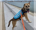 Small #2 German Shepherd Dog Mix
