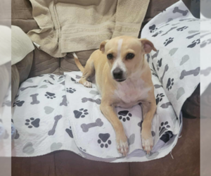 Medium Chihuahua Mix