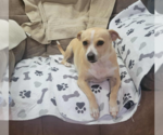 Small Chihuahua Mix