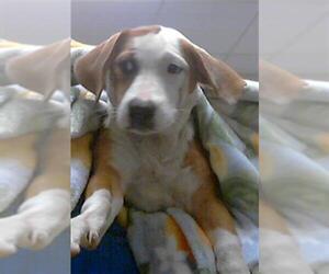 Beagle-Unknown Mix Dogs for adoption in Fayetteville, NC, USA