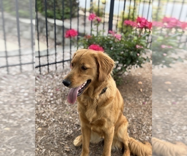 Medium Photo #1 Goldendoodle mix (+ Poodle Miniature) Puppy For Sale in SPARTANBURG, SC, USA