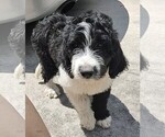 Small Photo #6 Saint Berdoodle Puppy For Sale in MARION, TX, USA