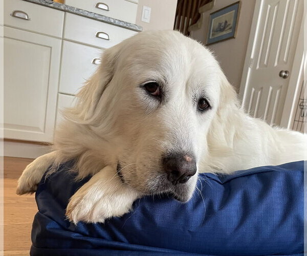 Medium Photo #2 Great Pyrenees Puppy For Sale in Spring, TX, USA
