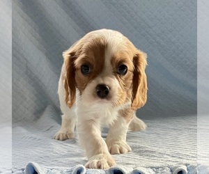 Cavalier King Charles Spaniel Puppy for sale in MOUNT PLEASANT, MI, USA