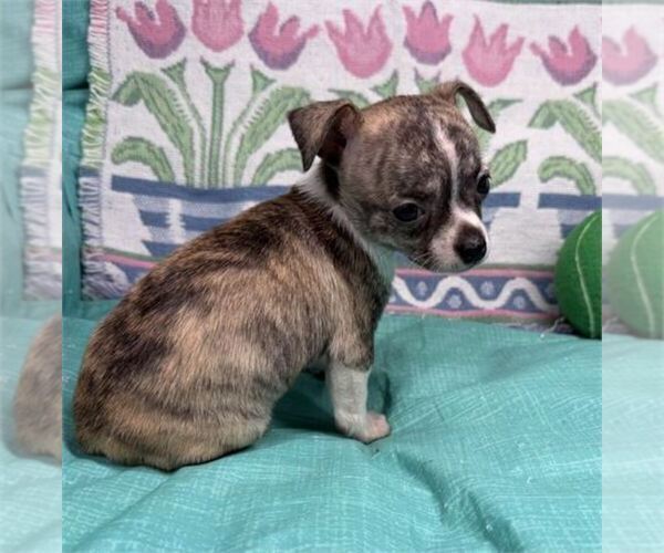 Medium Photo #1 Chihuahua Puppy For Sale in MIAMI BEACH, FL, USA