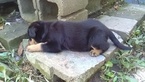 Small Photo #11 Rottweiler Puppy For Sale in ADEL, IN, USA