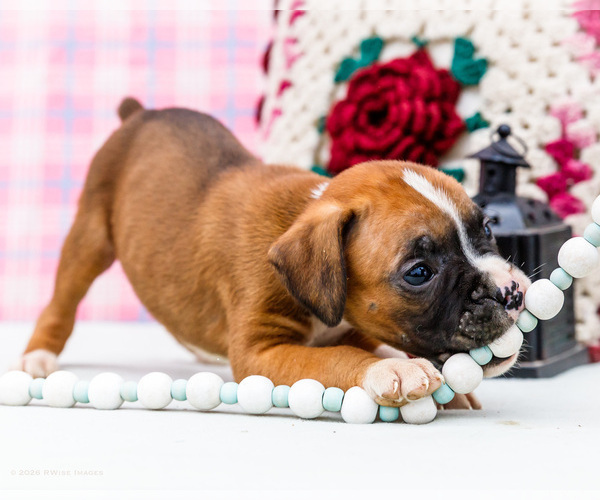 Medium Photo #73 Boxer Puppy For Sale in WAKARUSA, IN, USA