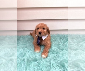 Goldendoodle (Miniature) Puppy for sale in ORLANDO, FL, USA