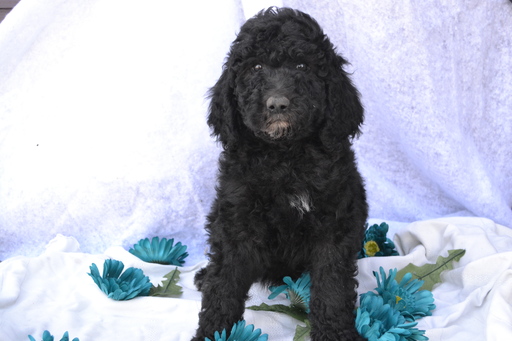 Medium Photo #1 Poodle (Standard) Puppy For Sale in ONAGA, KS, USA