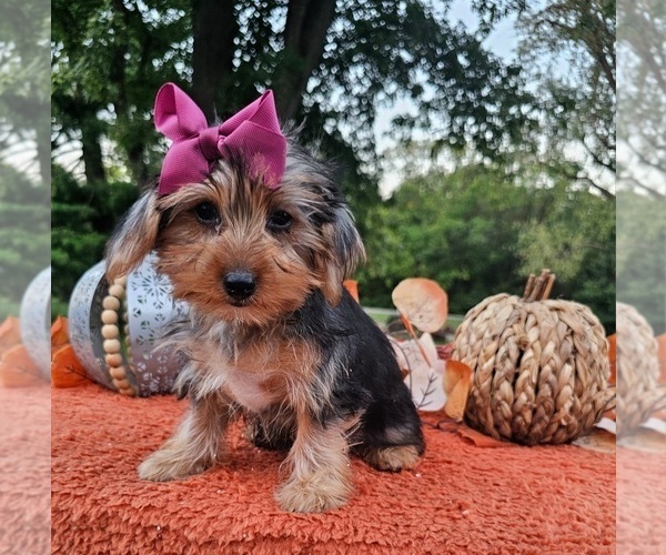 Medium Photo #1 Yorkshire Terrier Puppy For Sale in INDIANAPOLIS, IN, USA