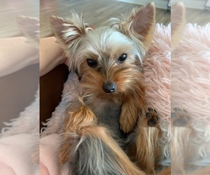 Yorkshire Terrier Puppy for sale in OCALA, FL, USA