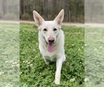 Small Photo #7 German Shepherd Dog Puppy For Sale in ZEBULON, NC, USA