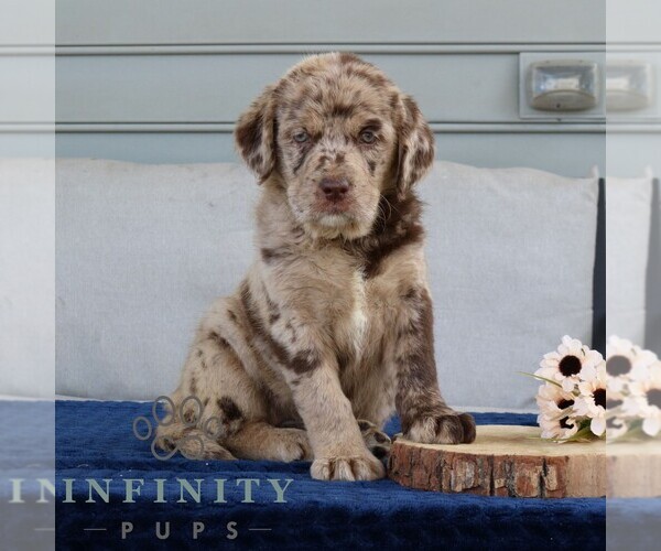 Medium Photo #4 Labrador Retriever-Miniature Bernedoodle Mix Puppy For Sale in NARVON, PA, USA