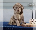 Small #3 Labrador Retriever-Miniature Bernedoodle Mix