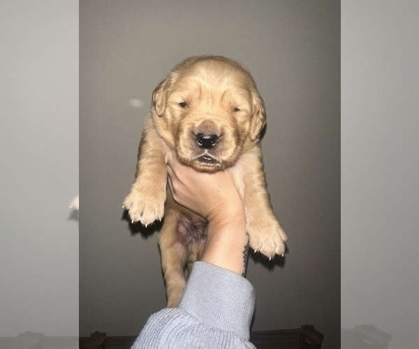Medium Photo #2 Golden Retriever Puppy For Sale in CONCORD, VA, USA