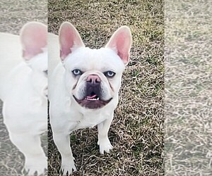 French Bulldog Puppy for Sale in CALDWELL, Texas USA