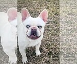 Small Photo #1 French Bulldog Puppy For Sale in CALDWELL, TX, USA