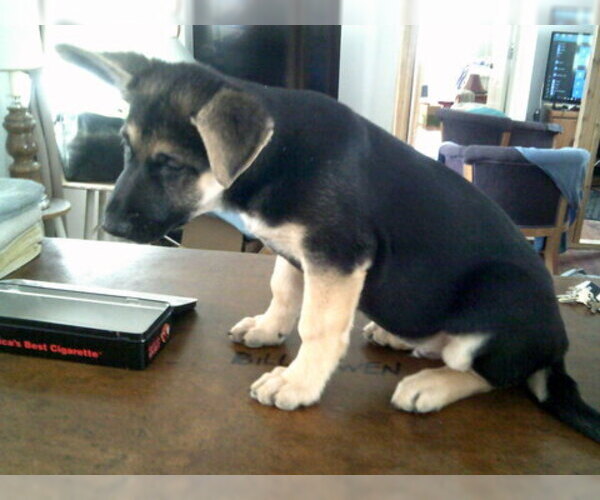 Medium Photo #13 German Shepherd Dog Puppy For Sale in COLVILLE, WA, USA