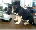 Small Photo #13 German Shepherd Dog Puppy For Sale in COLVILLE, WA, USA