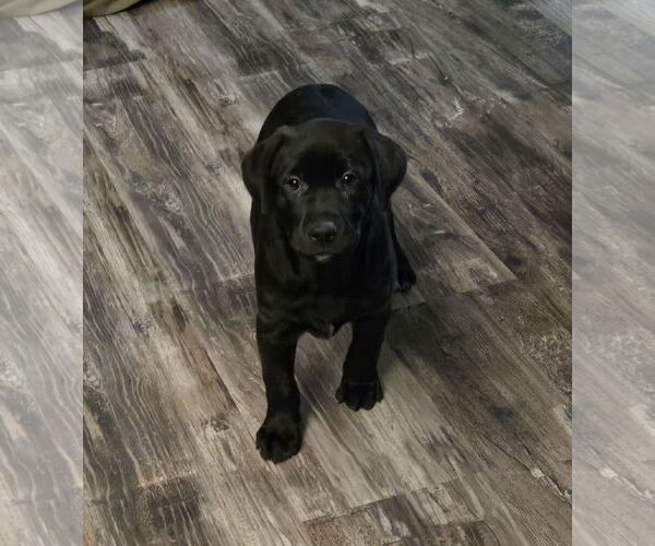 Medium Photo #1 Labrador Retriever-Unknown Mix Puppy For Sale in St. Louis Park, MN, USA