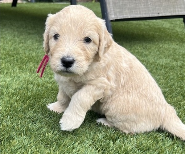Medium Photo #10 Goldendoodle Puppy For Sale in PHOENIX, AZ, USA