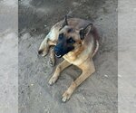 Small #4 German Shepherd Dog