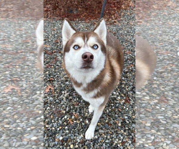 Medium Photo #1 Siberian Husky Puppy For Sale in Jackson , NJ, USA
