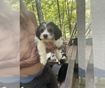 Small #2 Schweenie