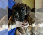 Small Photo #6 Boxer Puppy For Sale in WATERFORD, PA, USA