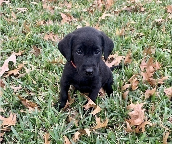 Medium Photo #2 Labrador Retriever Puppy For Sale in TYLER, TX, USA