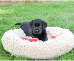 Small #1 Labrador Retriever